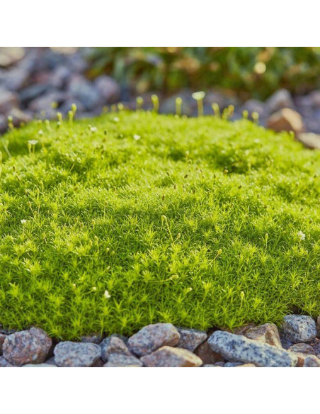 Sagina subulata Karmnik ościsty