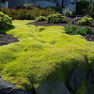 Sagina subulata Karmnik ościsty 2