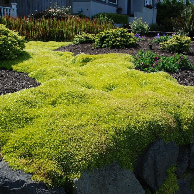 Karmnik ościsty Sagina subulata