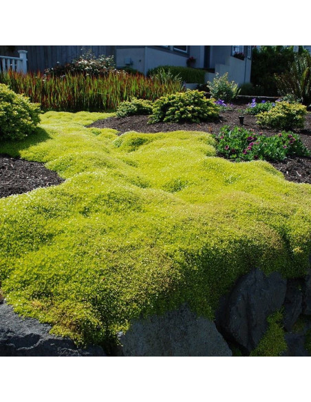 Karmnik ościsty Sagina subulata