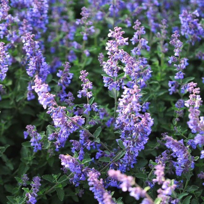 Six Hill Giant Kocimiętka Nepeta fassenii