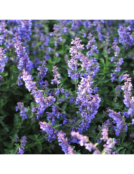 Six Hill Giant Kocimiętka Nepeta fassenii