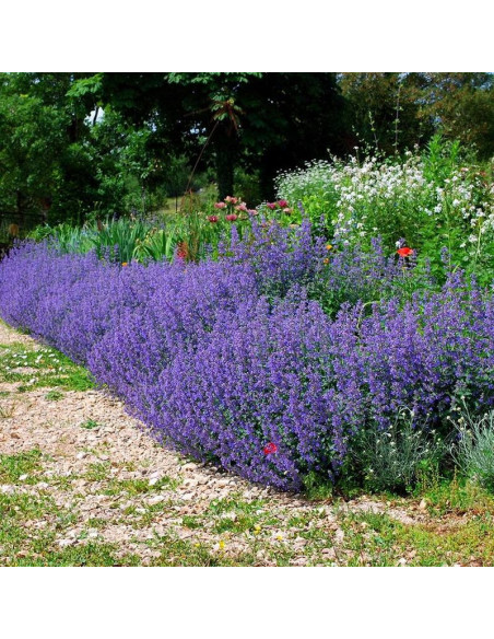 Kocimiętka Six Hill Giant Nepeta fassenii