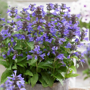 Kocimiętka żyłkowana Neptune Nepeta nervosa