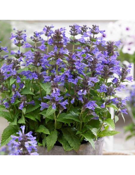Kocimiętka żyłkowana Neptune Nepeta nervosa