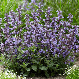 Kocimiętka żyłkowana Neptune Nepeta nervosa 2