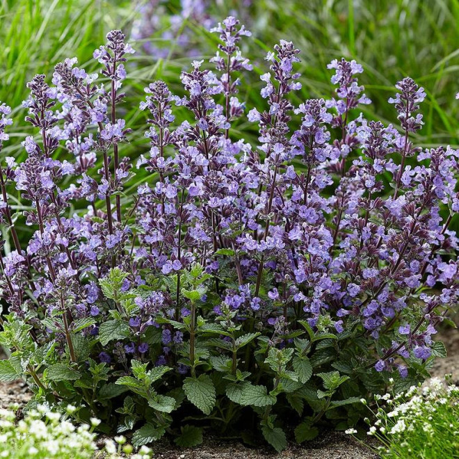 Neptune Kocimiętka żyłkowana Nepeta nervosa