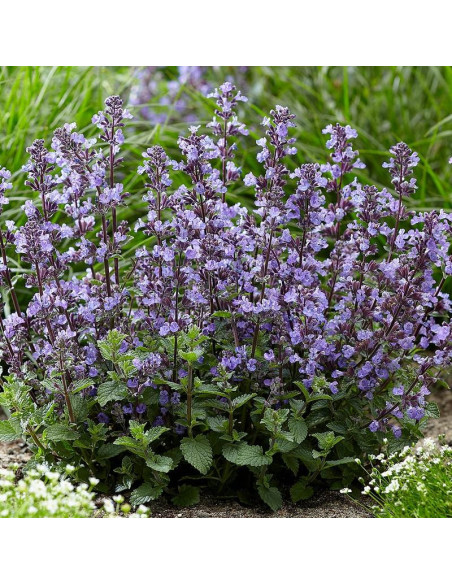 Neptune Kocimiętka żyłkowana Nepeta nervosa