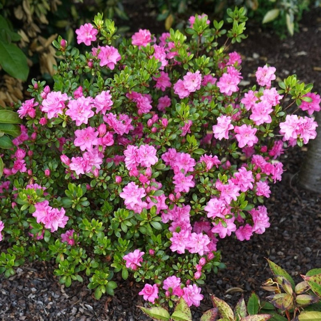 Azalia japońska Rosinetta Rhododendron obtusum