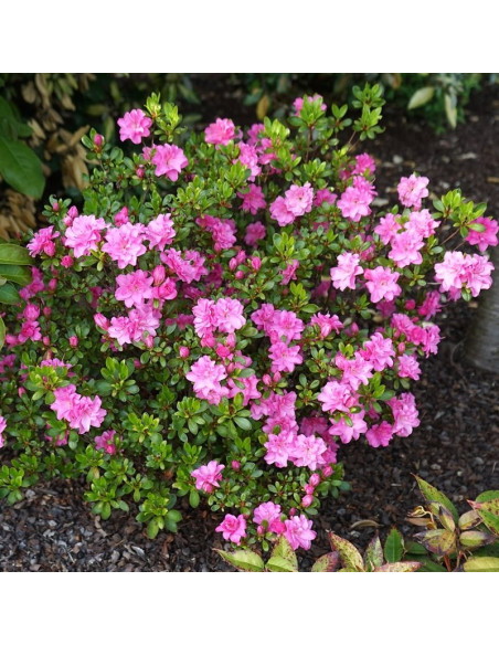 Azalia japońska Rosinetta Rhododendron obtusum