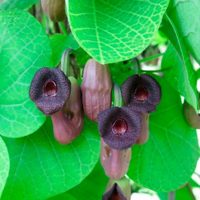 Kokornak wielkolistny Aristolochia macrophylla