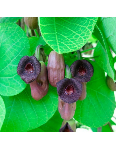 Kokornak wielkolistny Aristolochia macrophylla