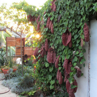 Kokornak wielkolistny Aristolochia macrophylla 2