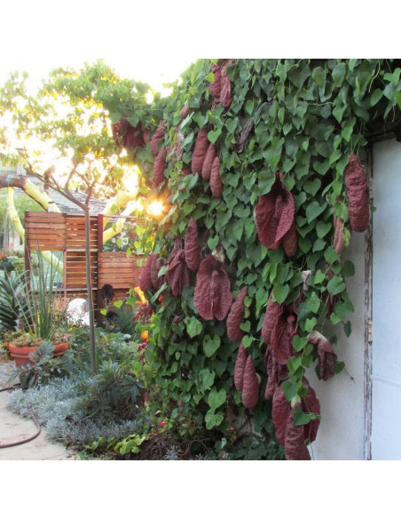 Aristolochia macrophylla Kokornak wielkolistny