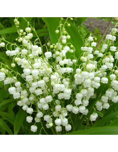 Konwalia majowa Convallaria majalis