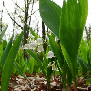 Konwalia majowa Convallaria majalis 2