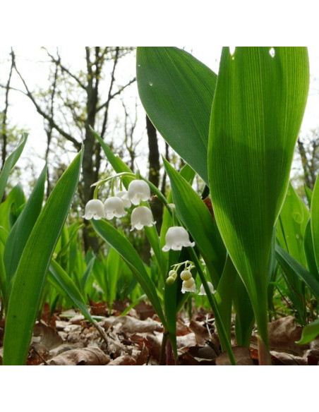 Convallaria majalis Konwalia majowa