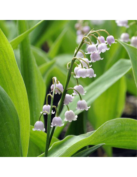Convallaria majalis Konwalia majowa Rosea