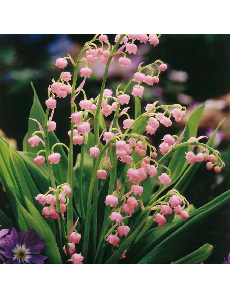 Konwalia majowa Rosea Convallaria majalis