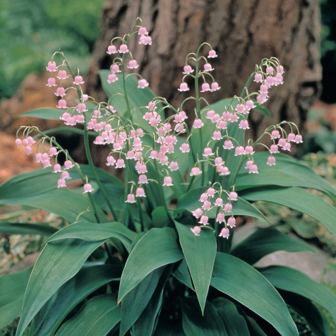 Rosea Konwalia majowa Convallaria majalis