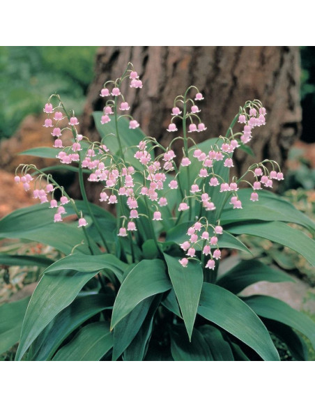 Rosea Konwalia majowa Convallaria majalis