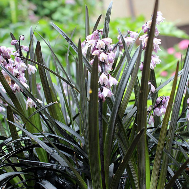 Konwalnik płaskopędowy Nigrescens Ophiopogon planiscapus