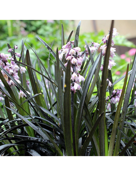 Konwalnik płaskopędowy Nigrescens Ophiopogon planiscapus