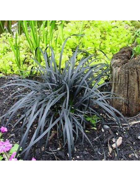 Nigrescens Konwalnik płaskopędowy Ophiopogon planiscapus