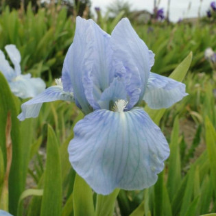 Blue Denim Irys miniaturowy Iris pumila 2