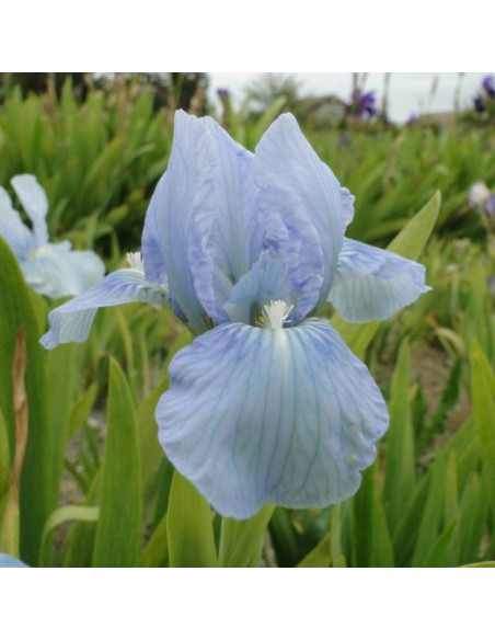 Irys miniaturowy Blue Denim Iris pumila