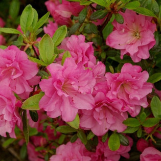Azalia japońska Rosinetta Rhododendron obtusum 2