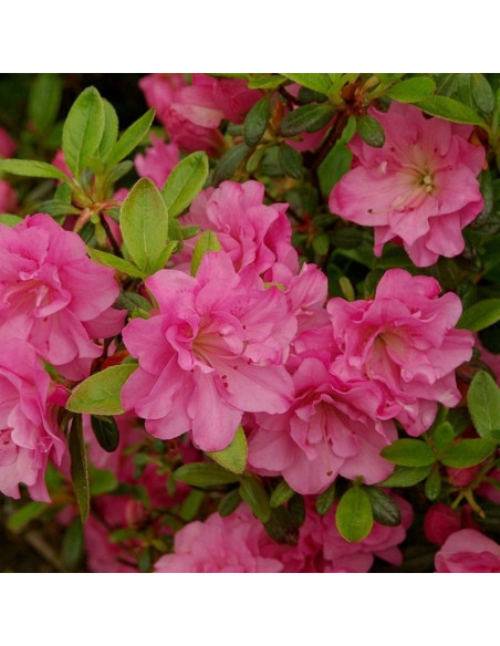 Rhododendron obtusum Azalia japońska Rosinetta