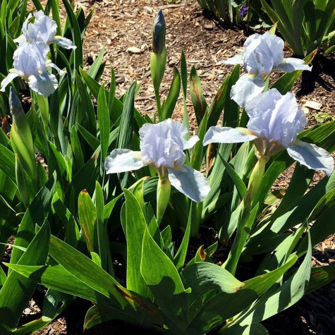 Blue Denim Irys miniaturowy Iris pumila