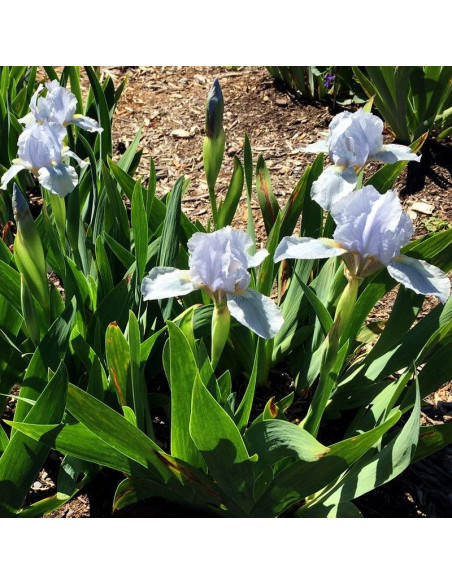 Blue Denim Irys miniaturowy Iris pumila