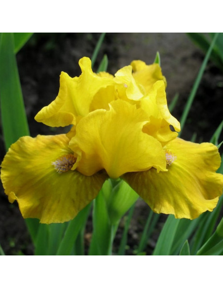 Irys miniaturowy Brassie Iris pumila