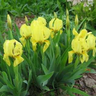 Irys miniaturowy Brassie Iris pumila 2