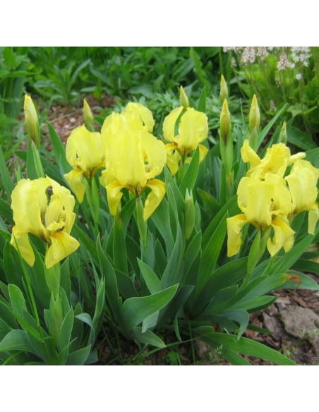 Brassie Irys miniaturowy Iris pumila