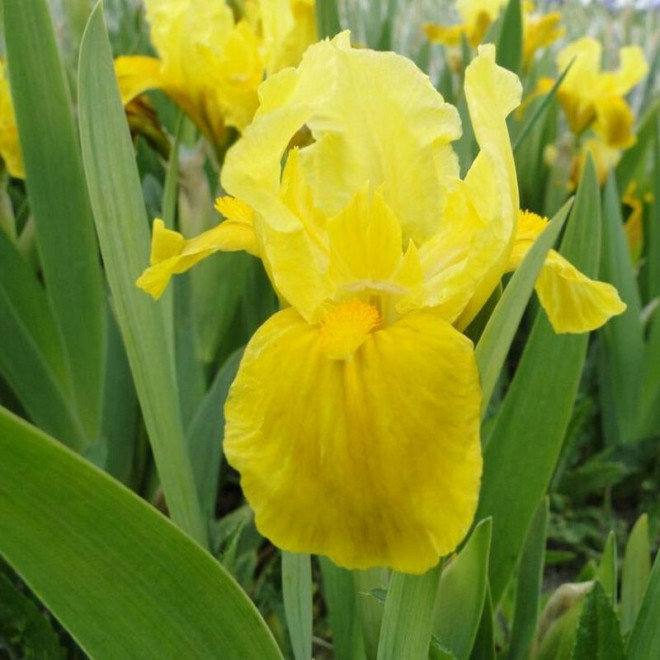 Gleaming Gold Irys miniaturowy  Iris pumila