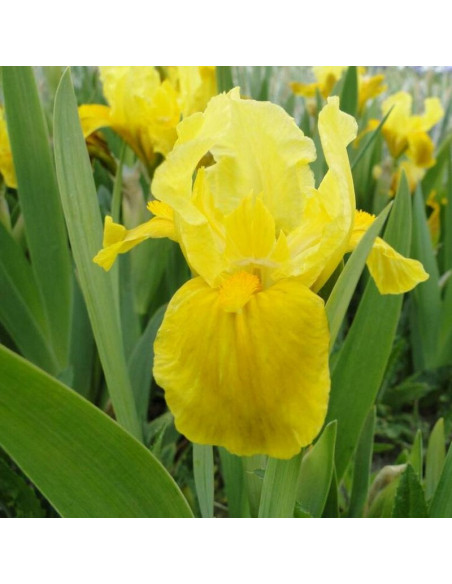 Gleaming Gold Irys miniaturowy  Iris pumila