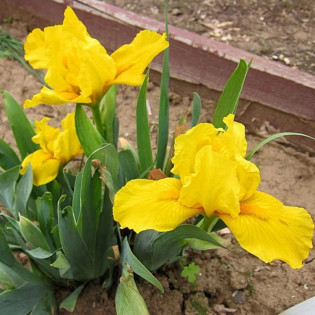 Gleaming Gold Irys miniaturowy  Iris pumila 2