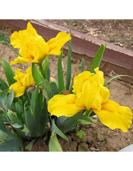 Irys miniaturowy Gleaming Gold Iris pumila