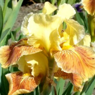 Irys miniaturowy Janus Iris pumila