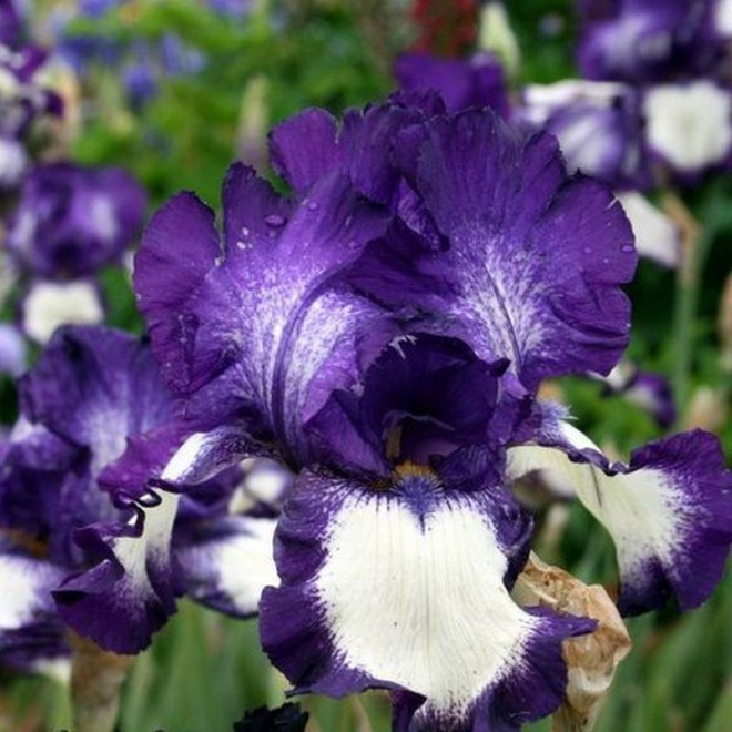 Stepping Out Kosaciec Iris germanica