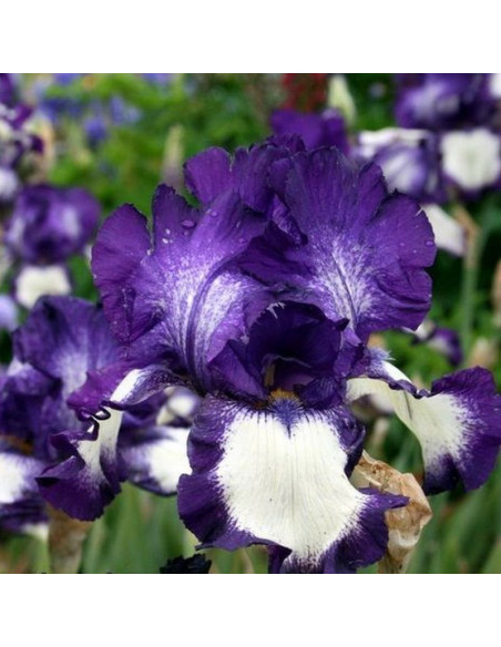 Stepping Out Kosaciec Iris germanica