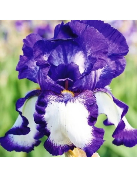 Kosaciec Stepping Out Iris germanica