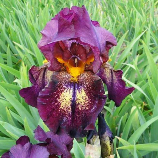 Kosaciec Attention Please Iris germanica