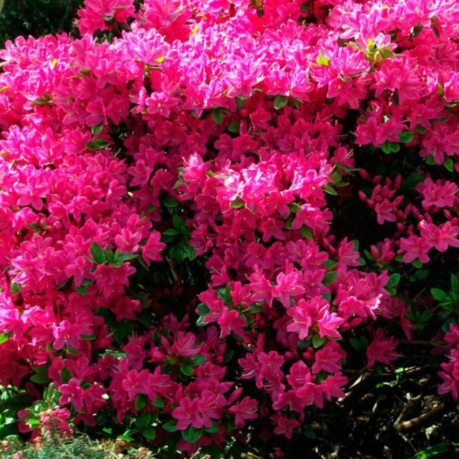 Azalia japońska Rubinstern Rhododendron obtusum