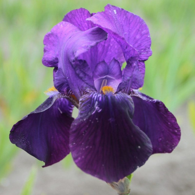 Kosaciec Bishop's Robe Iris germanica