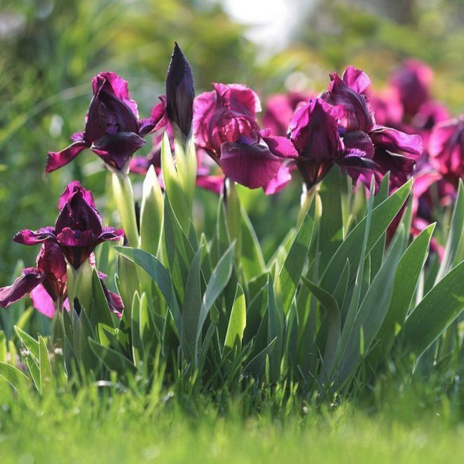 Kosaciec Cherry Garden Iris pumila