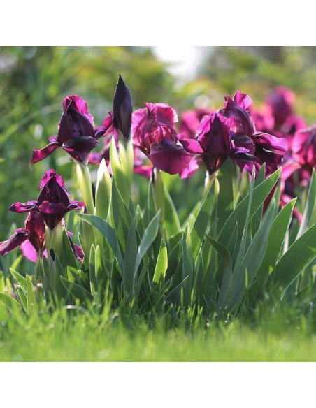 Kosaciec Cherry Garden Iris pumila